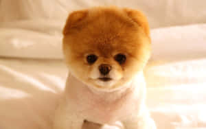 Who Can Resist The Cuteness Of These Adorable Puppies? Wallpaper