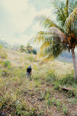 Wide Green Farm In Nicaragua Wallpaper