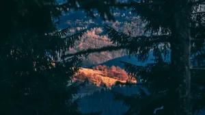 Wide Mountain Forest Wallpaper