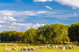 Wide View Of Farm Animals Wallpaper