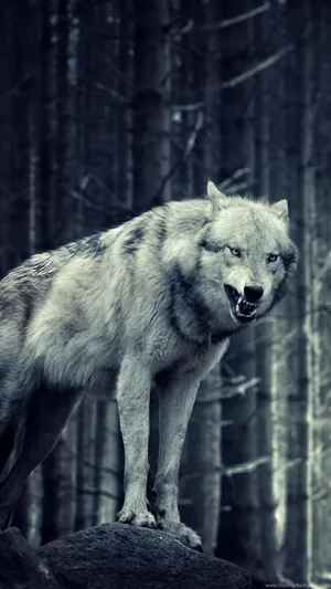 Wild And Fiercly Beautiful; A Majestic Wolf In Its Natural Environment Wallpaper