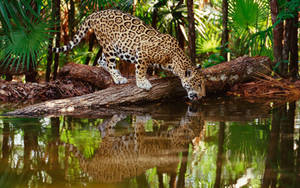 Wild Animal Leopard Drinking Water Wallpaper