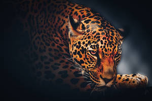 Wild Animal Leopard Face Wallpaper