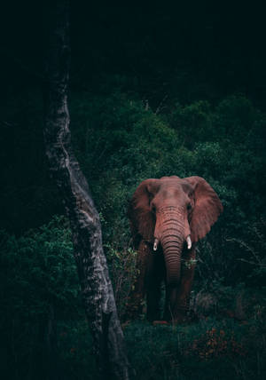 Wild Animal Lone Elephant Wallpaper
