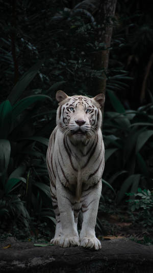 Wild Animal White Tiger Wallpaper