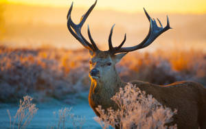 Wild Deer Animal Wallpaper