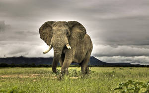 Wild Elephant Animal Wallpaper