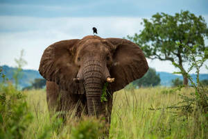 Wild Elephant With Crow Bird Wallpaper