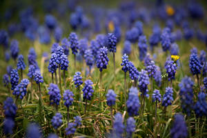 Wild Grape Hyacinth Flowers Wallpaper