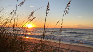 Wild Grass Against Beach Sunrise Wallpaper