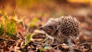 Wild Hedgehog In Fall Season Wallpaper