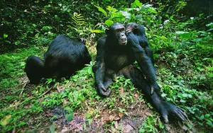 Wild Monkeys Jungle Wallpaper