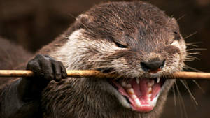 Wild Otter Animal Wallpaper