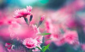 Wild Pink Carnations Wallpaper