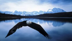 Wildlife Flying Bald Eagle Wallpaper