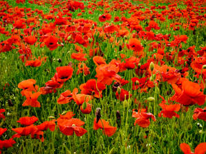 Wimborne Poppy Field Wallpaper