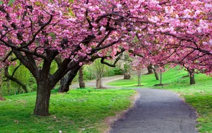 Winding Path With Pink Trees Wallpaper