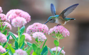 Windows 11 4k Orpine Hummingbird Wallpaper