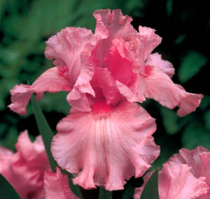 Windsor Rose Iris Flower Wallpaper