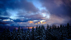 Winter Aesthetic Forest Night Sky Wallpaper