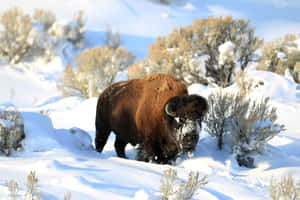 Winter_ Bison_ Trudging_ Through_ Snow.jpg Wallpaper