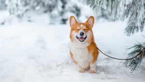 Winter Corgi Dog Wallpaper