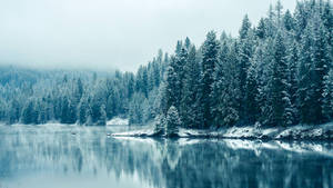 Winter Forest Beside A Lake Wallpaper