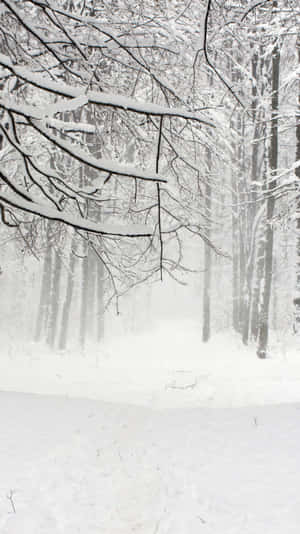 Winter Forest Snowfall Scene.jpg Wallpaper