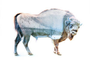 Winter Painting On Buffalo Wallpaper