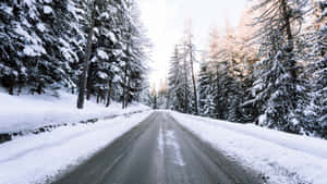 Winter Pine Trees For Laptop Wallpaper