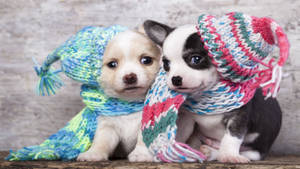 Winter Puppies Wallpaper