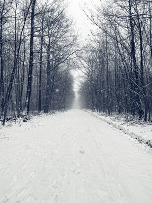 Winter Road Merry Christmas Hd Wallpaper