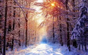 Winter Scene Warm Sun Wallpaper