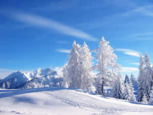 Winter Season Snow Landscape Russia Wallpaper