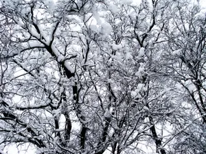 Winter Snow Covered Trees Wallpaper