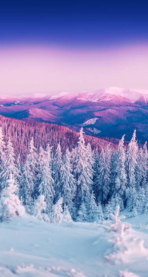 Winter Snow Covered Trees Wallpaper