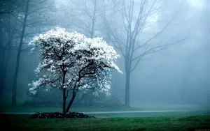 Winter Tree Desktop Wallpaper