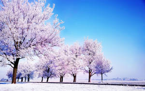 Winter Trees Hd Computer Wallpaper