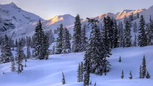 Winter Trees Landscape Wallpaper