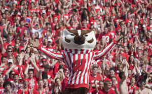 Wisconsin Badgers Team Spirit Wallpaper