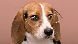 Wise Beagle In Glasses Wallpaper