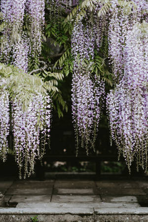 Wisteria Flower Garden Wallpaper