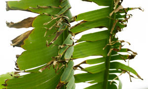 Withering Banana Leaves Wallpaper