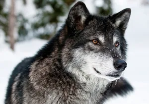 Wolf Eyes And Muzzle Wallpaper