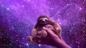 Woman Holding Baby Sloth Wallpaper