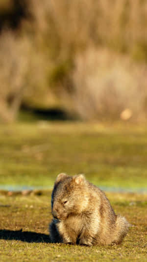 Wombatin Natural Habitat Wallpaper