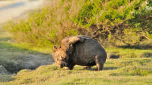 Wombatin Natural Habitat Wallpaper