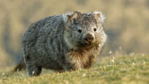 Wombatin Natural Habitat.jpg Wallpaper