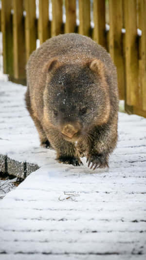 Wombatin Snow Wallpaper