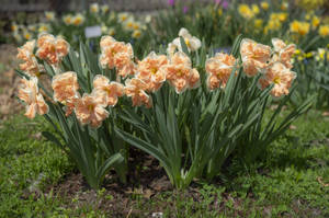 Wonderful Apricot Whirl Narcissus Flower In Full Bloom Wallpaper